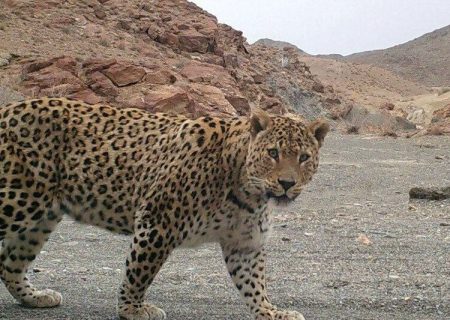 حضور پلنگ ایرانی در پناهگاه حیات وحش خارو اردستان مستندسازی می‌شود